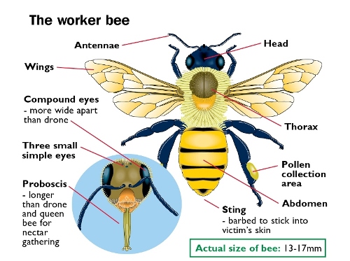 Honey Bee Anatomy