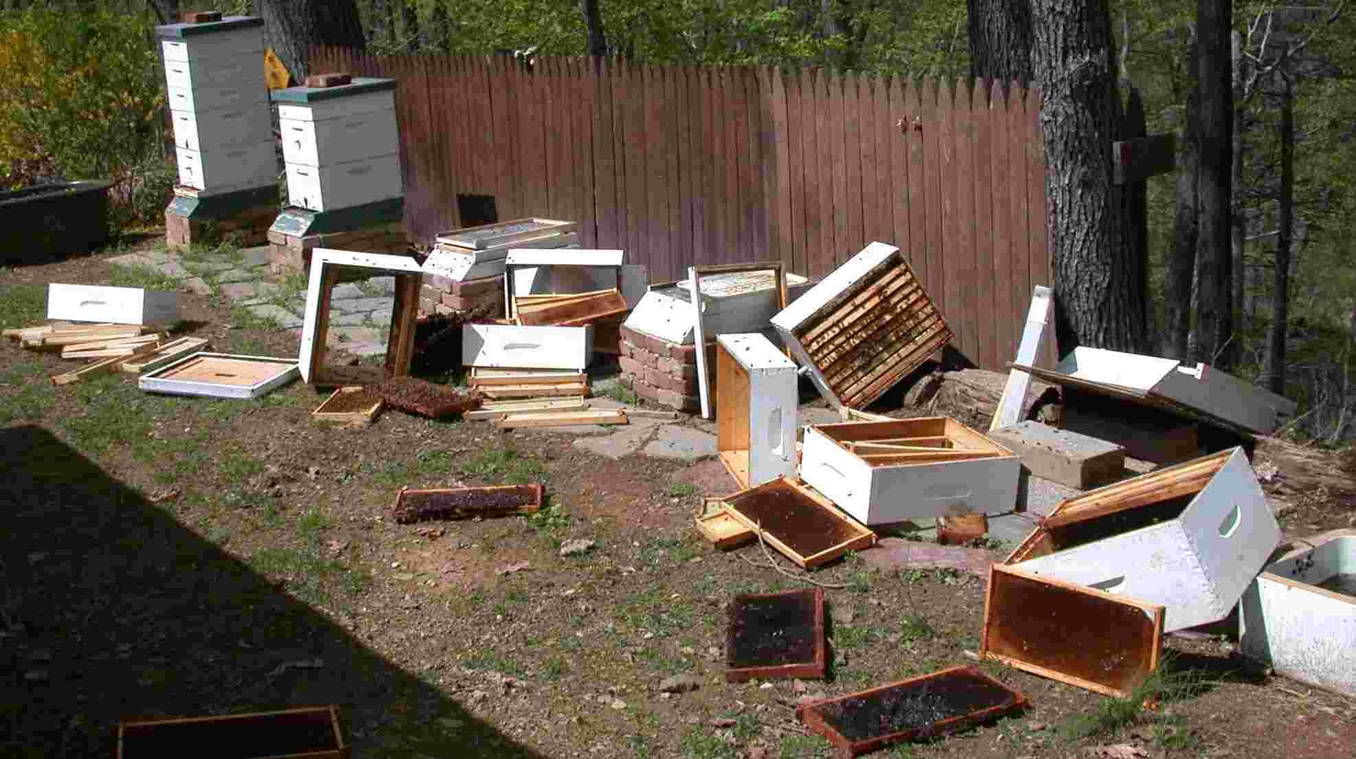 🐝 Protecting Your Pueblo Bee Yards from Bears — Comprehensive Guide for Beekeepers