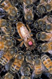 All About Honey Bee Queens