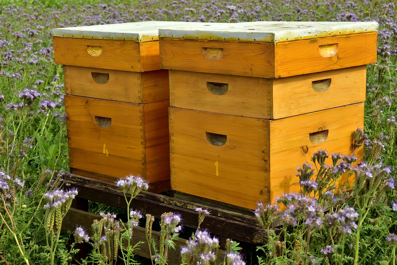 Splitting a Honey Bee Hive