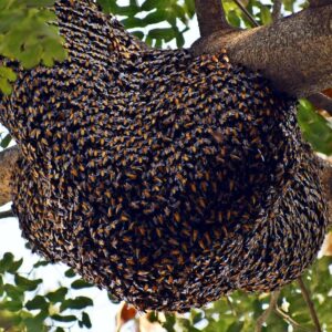 beehive, honeybees, bee-3960986.jpg