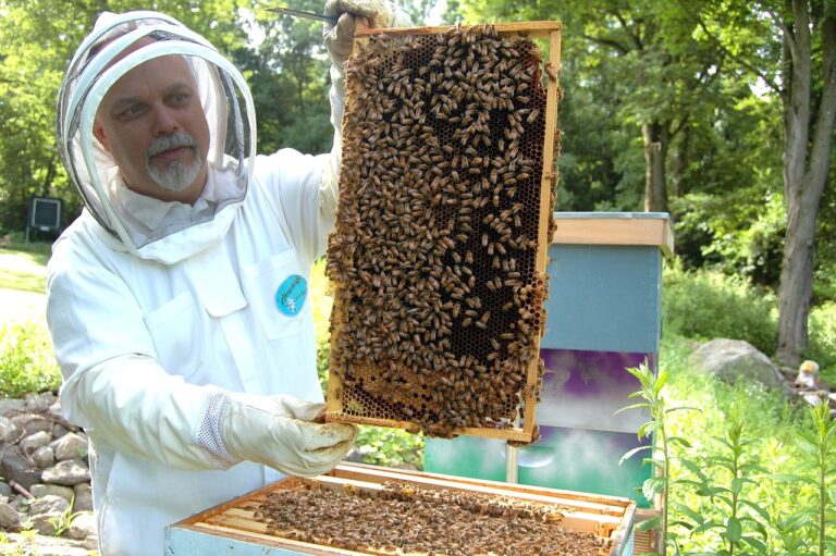 beekeeper, frame, beehive