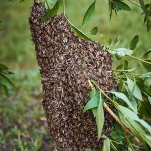 bees, beehive, bee colony-4310603.jpg