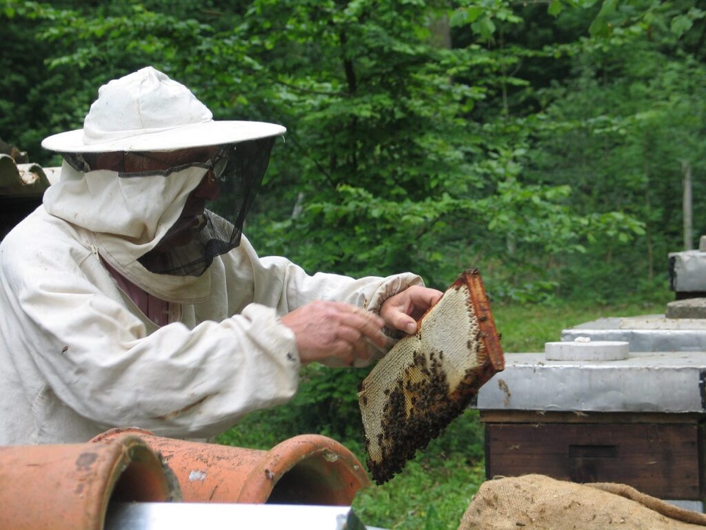 bees, beekeeping, honey-894289.jpg