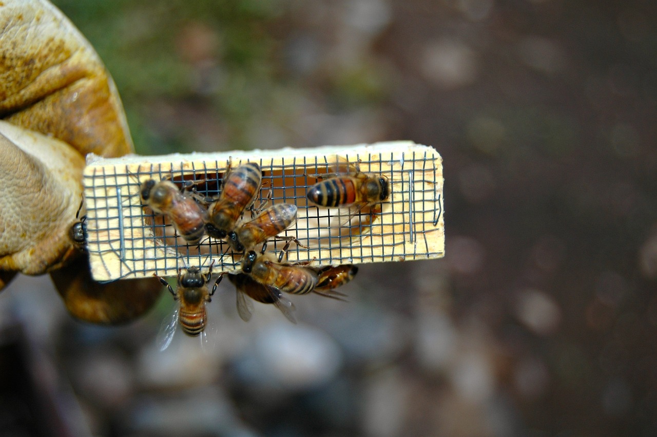 Marking & Clipping Honey Bee Queens