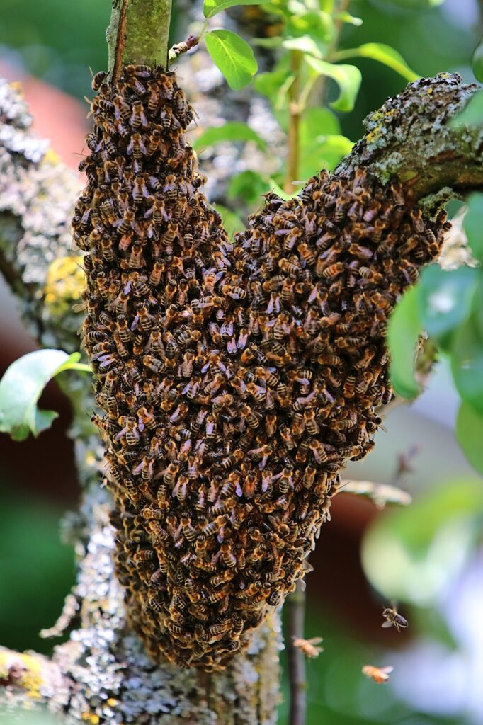 bees, swarm, nature-4149496.jpg