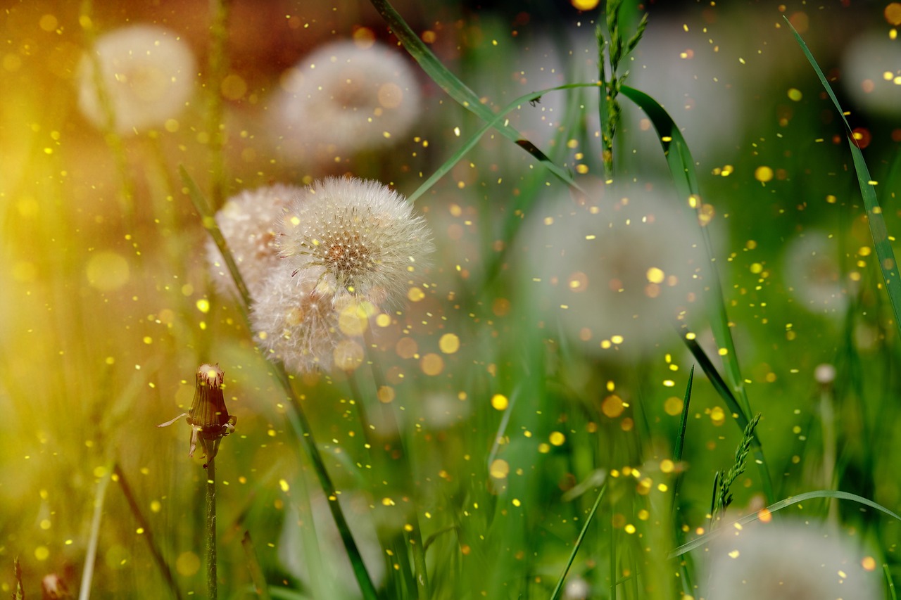 dandelion, common dandelion, taraxacum ruderalia-3379090.jpg