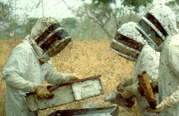 Why do honey beehives get defensive