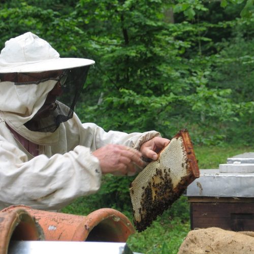 Beekeeping Presentations