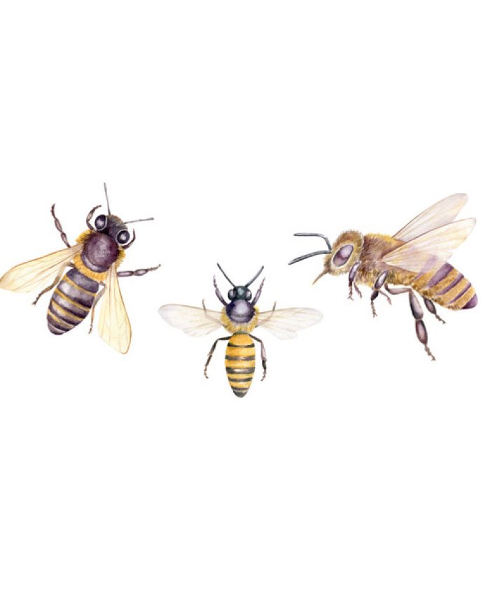 Bee Caste & Communication