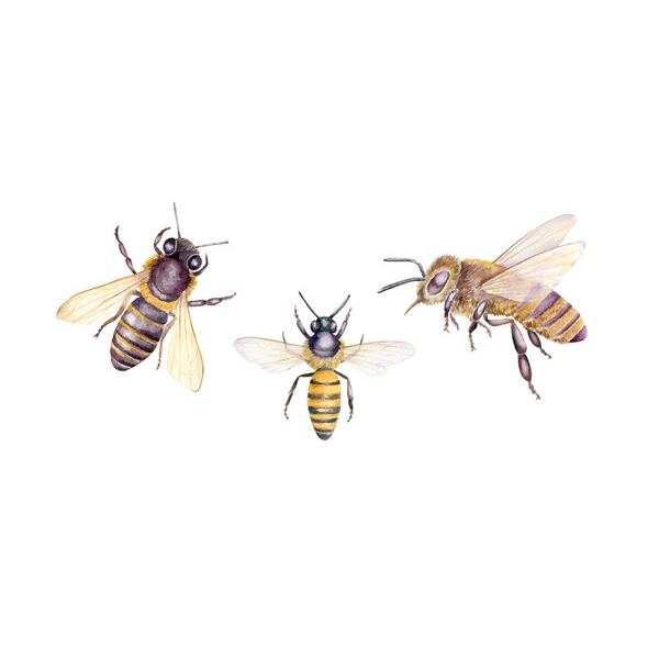 Bee Caste & Communication