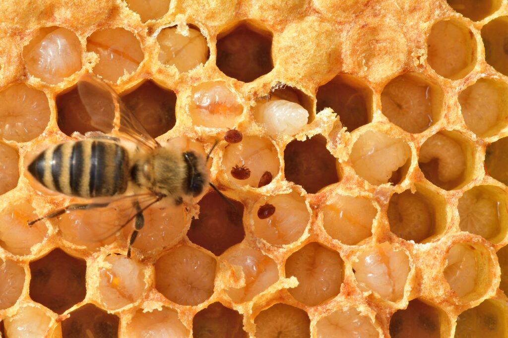 honeybee, bee, varroa-7339727.jpg