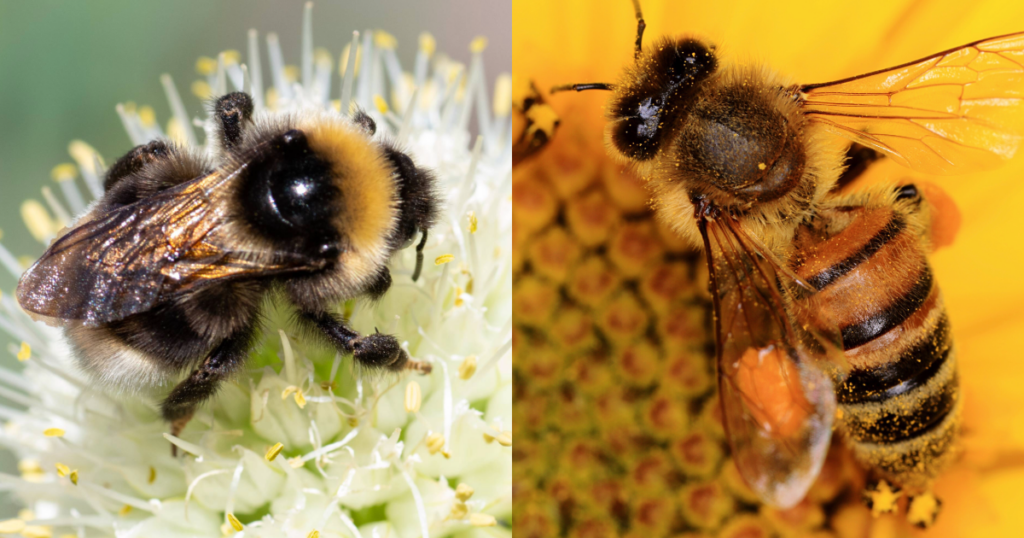 Competitive nature between bumblebees and honey bees