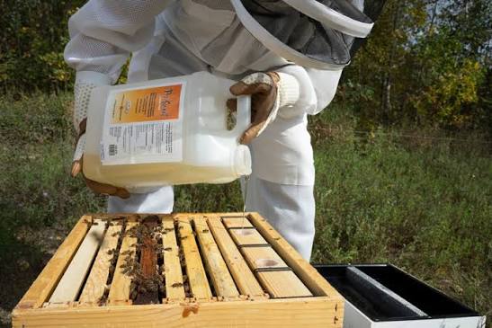 How to feed honey bees