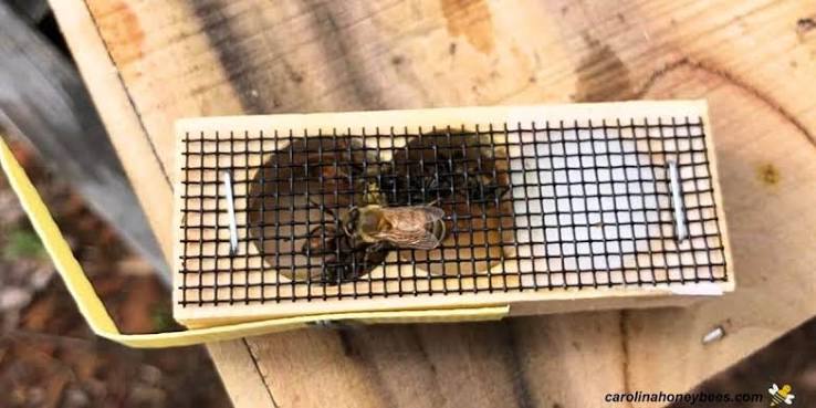 Replacing a Honey Bee Queen