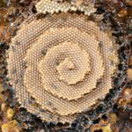 Stingless Bee Wax, Peru