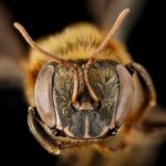 Beekeeping news, stingless bees of Peru now have Rights